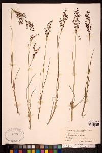 Juncus alpinoarticulatus image