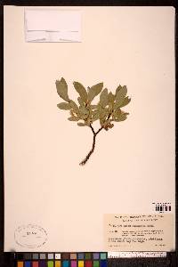 Salix commutata image