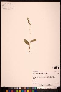 Platanthera chorisiana image