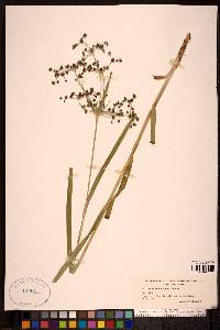 Scirpus sylvaticus image