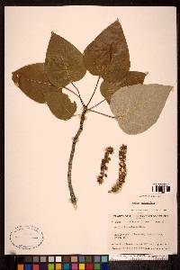 Populus balsamifera image