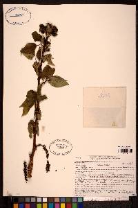 Populus balsamifera image