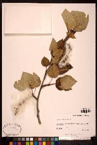 Populus balsamifera image