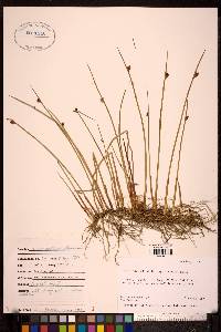 Juncus arcticus image