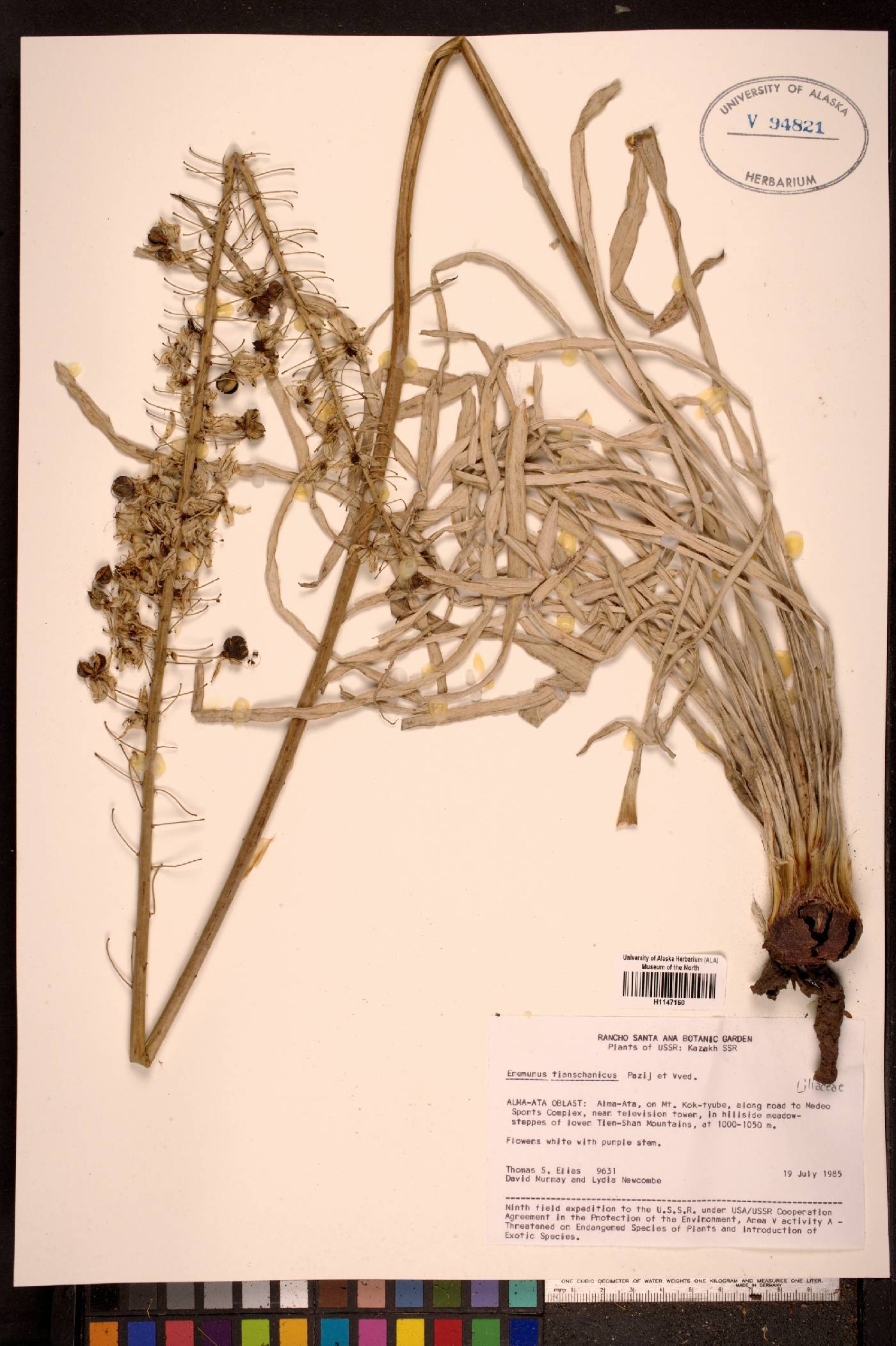 Eremurus tianschanicus image