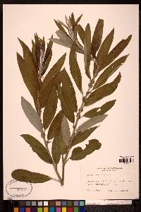 Salix dasyclados image