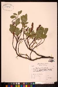 Salix arctophila image