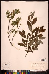 Salix aurita image