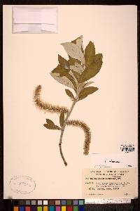 Salix alaxensis image