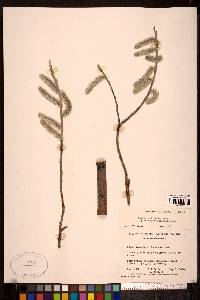 Salix alaxensis var. longistylis image