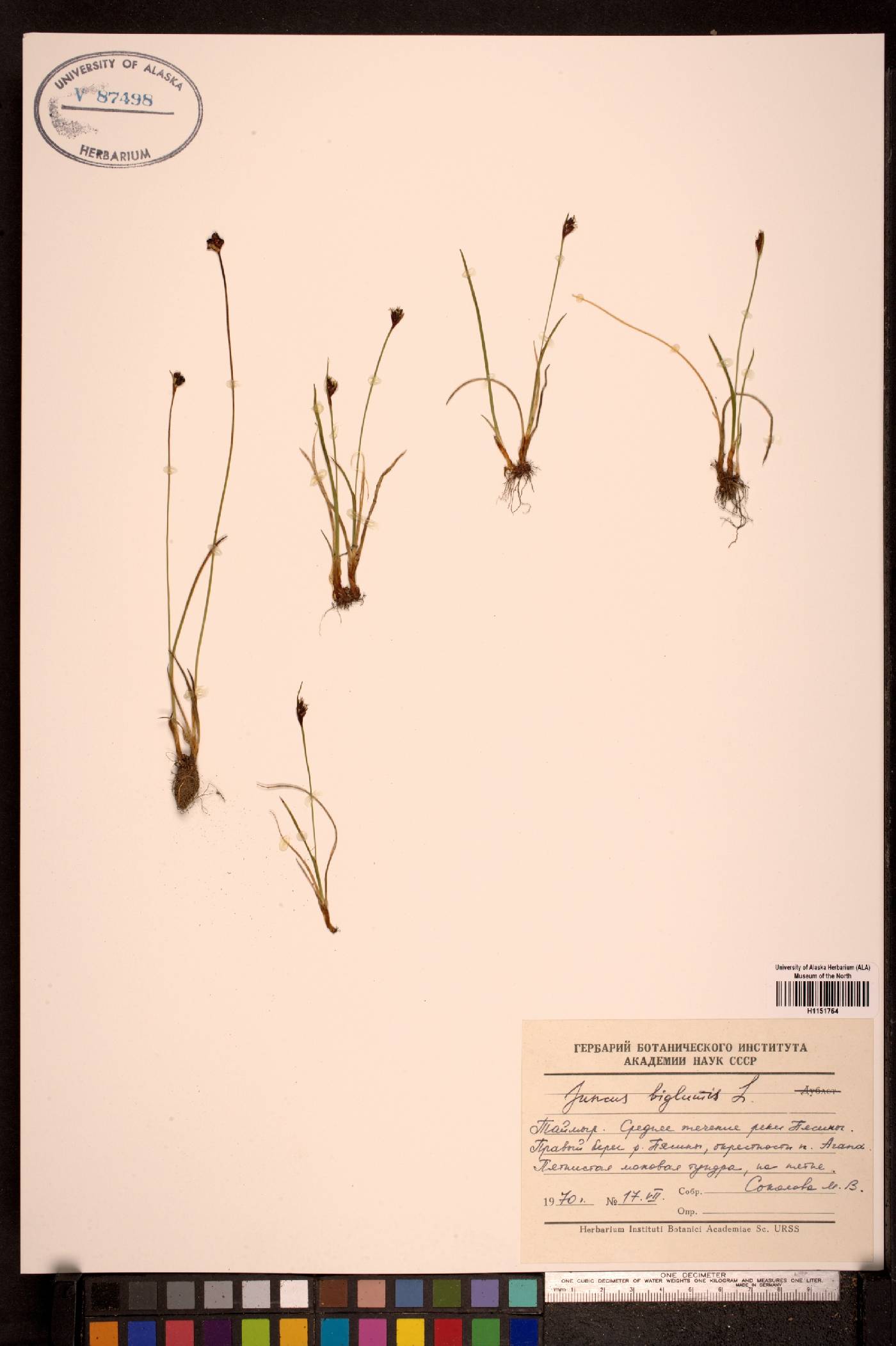 Juncus biglumis image