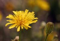 Crepis capillaris image