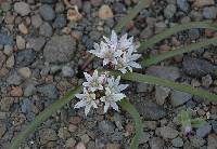 Image of Allium tribracteatum