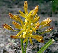 Image of Triteleia montana