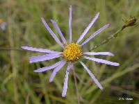 Image of Aster occidentalis