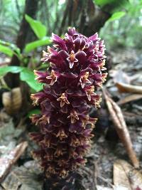 Image of Boschniakia strobilacea