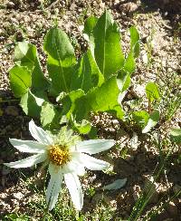 Image of Wyethia helianthoides