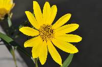 Helianthus nuttallii subsp. nuttallii image