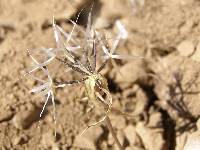 Uropappus lindleyi image