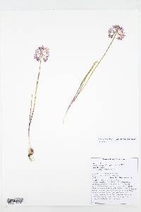 Allium bisceptrum var. bisceptrum image