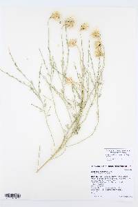 Adenophyllum cooperi image