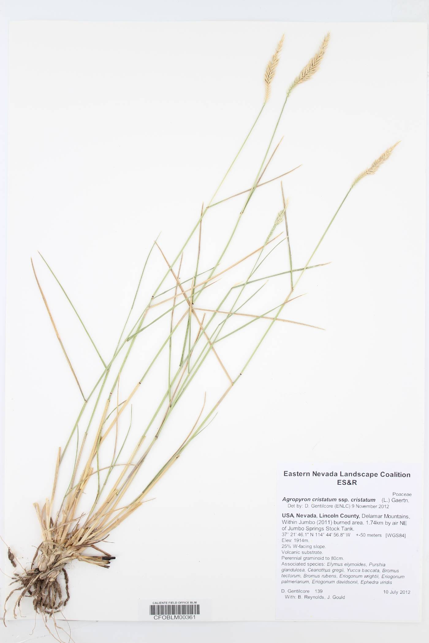 Agropyron cristatum subsp. cristatum image