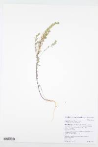 Alyssum desertorum image