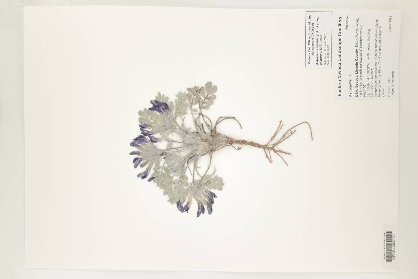 Astragalus newberryi var. castoreus image