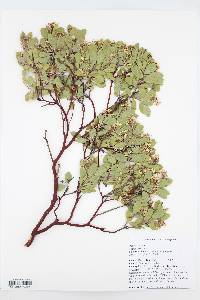 Arctostaphylos pungens image