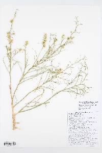 Ambrosia salsola image