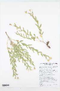 Brickellia oblongifolia image