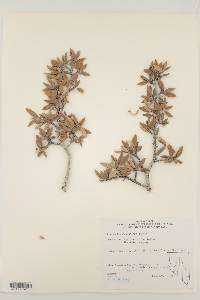 Cercocarpus ledifolius image