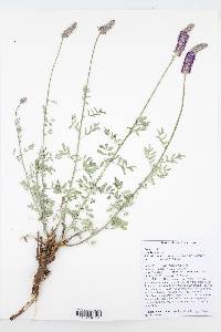 Dalea searlsiae image