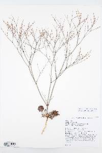 Eriogonum davidsonii image