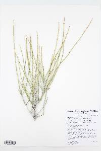 Ephedra nevadensis image