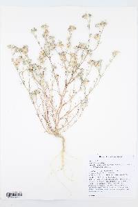 Eriastrum sparsiflorum image