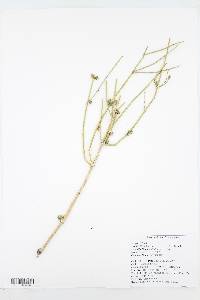 Ephedra viridis image