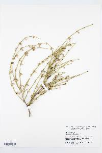 Ephedra viridis image