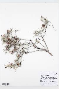 Krameria parviflora image