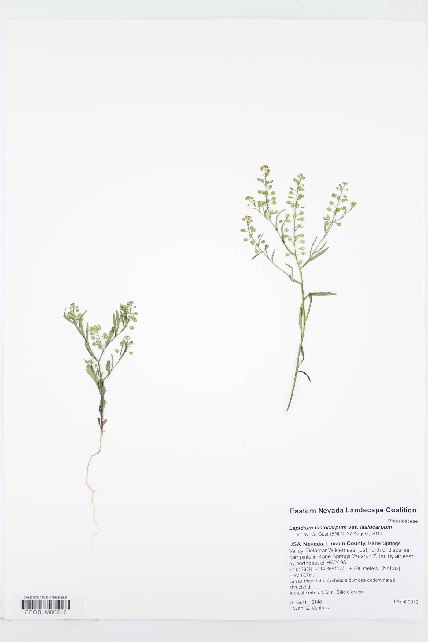 Lepidium lasiocarpum var. lasiocarpum image