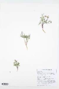 Lomatium nevadense image