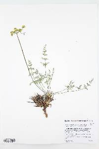 Lomatium scabrum image