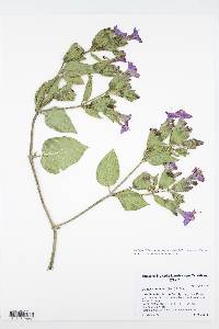 Mirabilis multiflora var. pubescens image