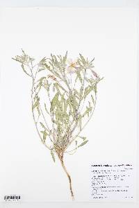 Oenothera californica image