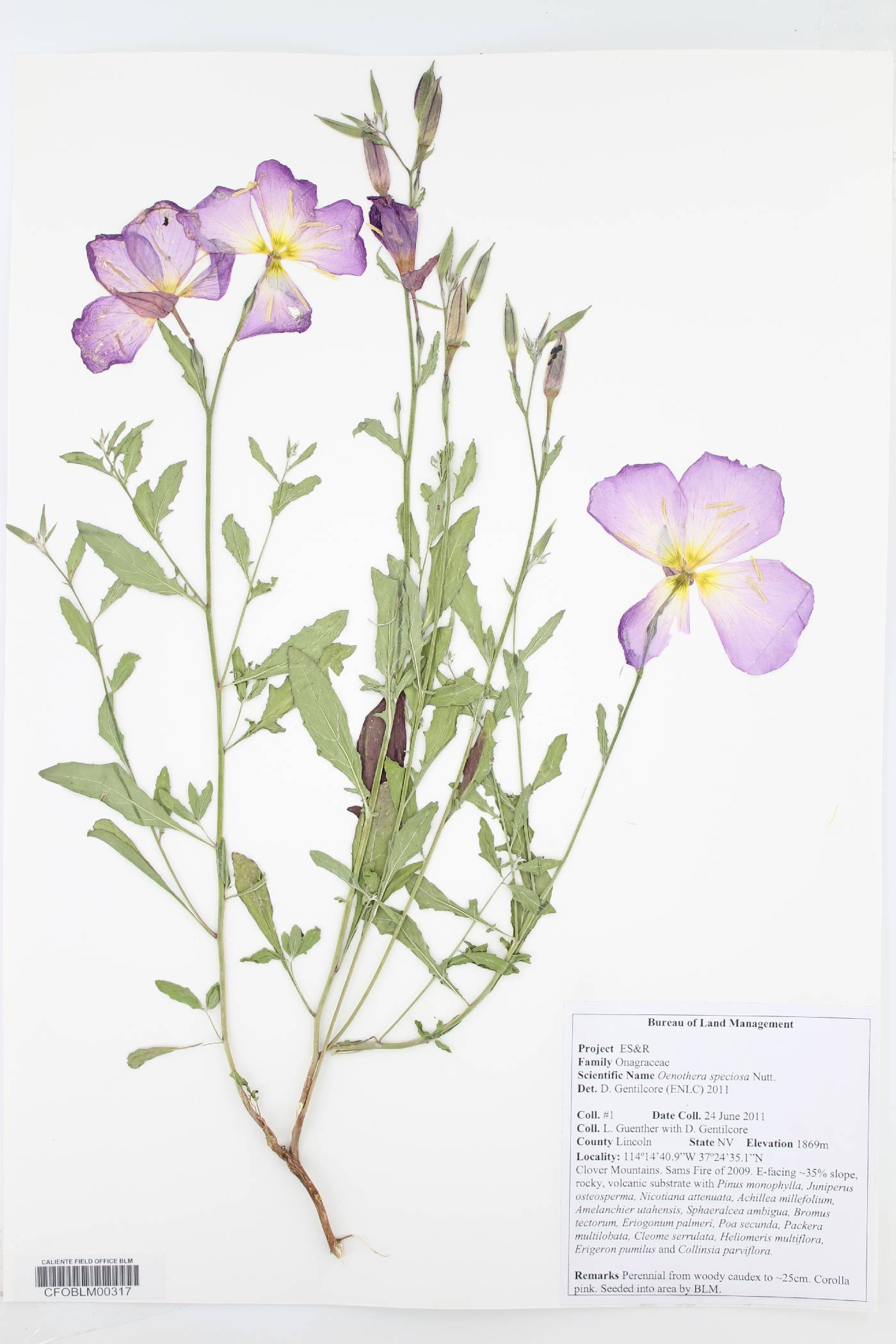 Calochortus bruneaunis image