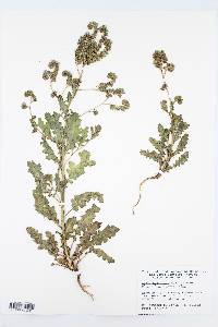 Phacelia anelsonii image