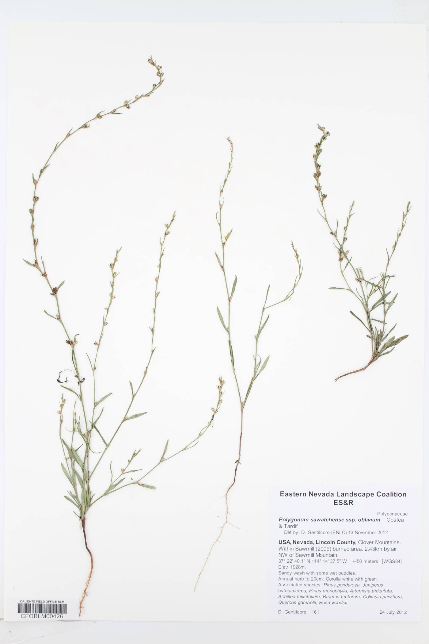 Polygonum sawatchense subsp. oblivium image