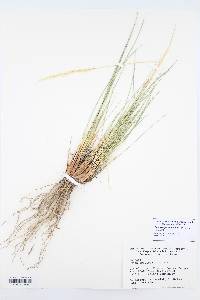 Pappostipa speciosa image