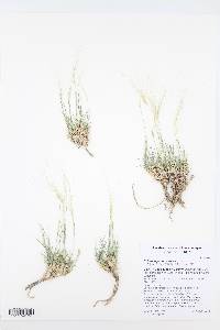 Scleropogon brevifolius image