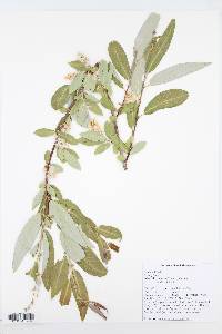 Salix laevigata image